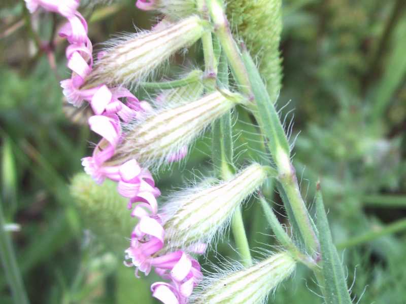 Silene bellidifolia / Silene ispida